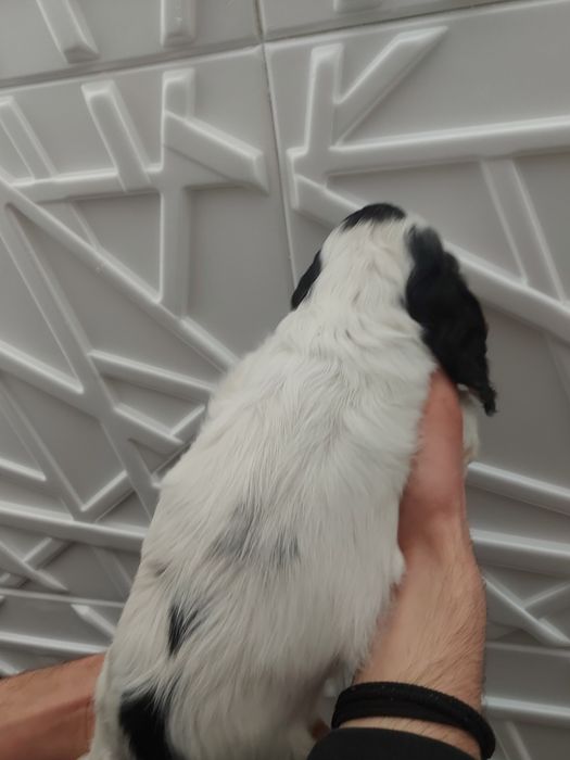 Cocker spaniel angielski