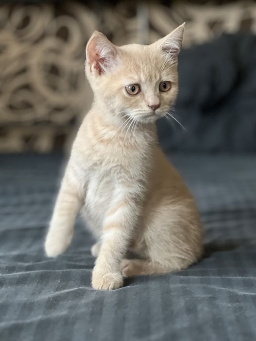 Британские котята