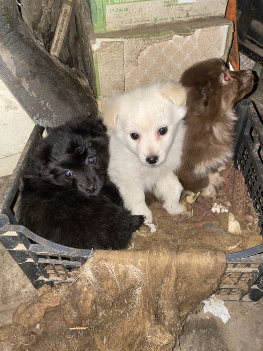 Віддам в добрі руки