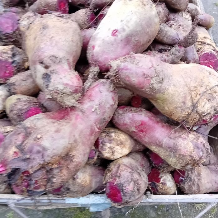 Burak ćwikłowe dla królików, owiec,kóz,  na oborniku uprawiany