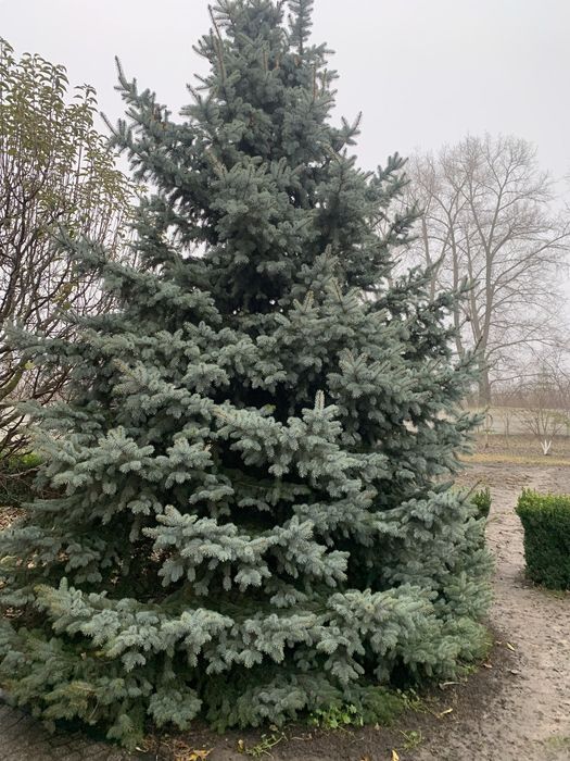Продам голубі ялинки 5 і 7 метрів