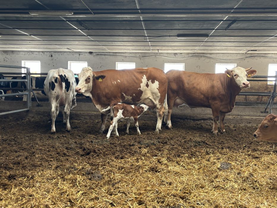 Pierwiastki krowy jałówki cielne Simental SM SIM Simmental