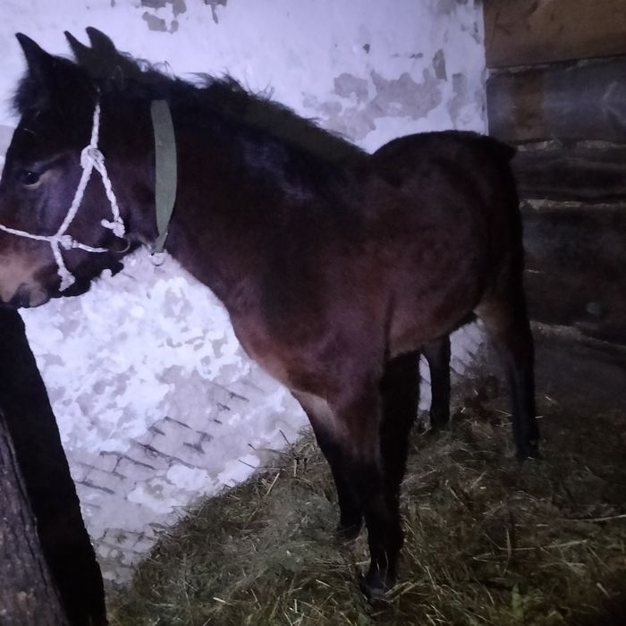 Лоша дев'яти місячне