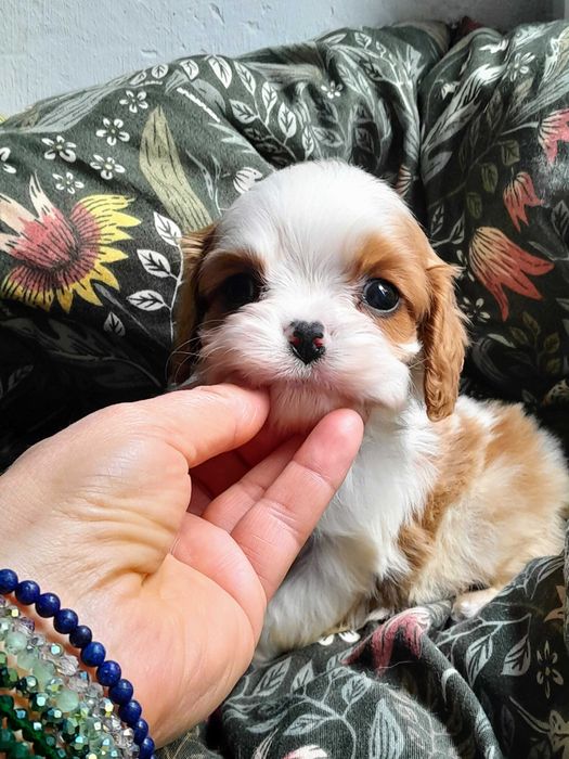 Cavalier King Charles Spaniel  ZKwP FCI malutki piesek MACZEK
