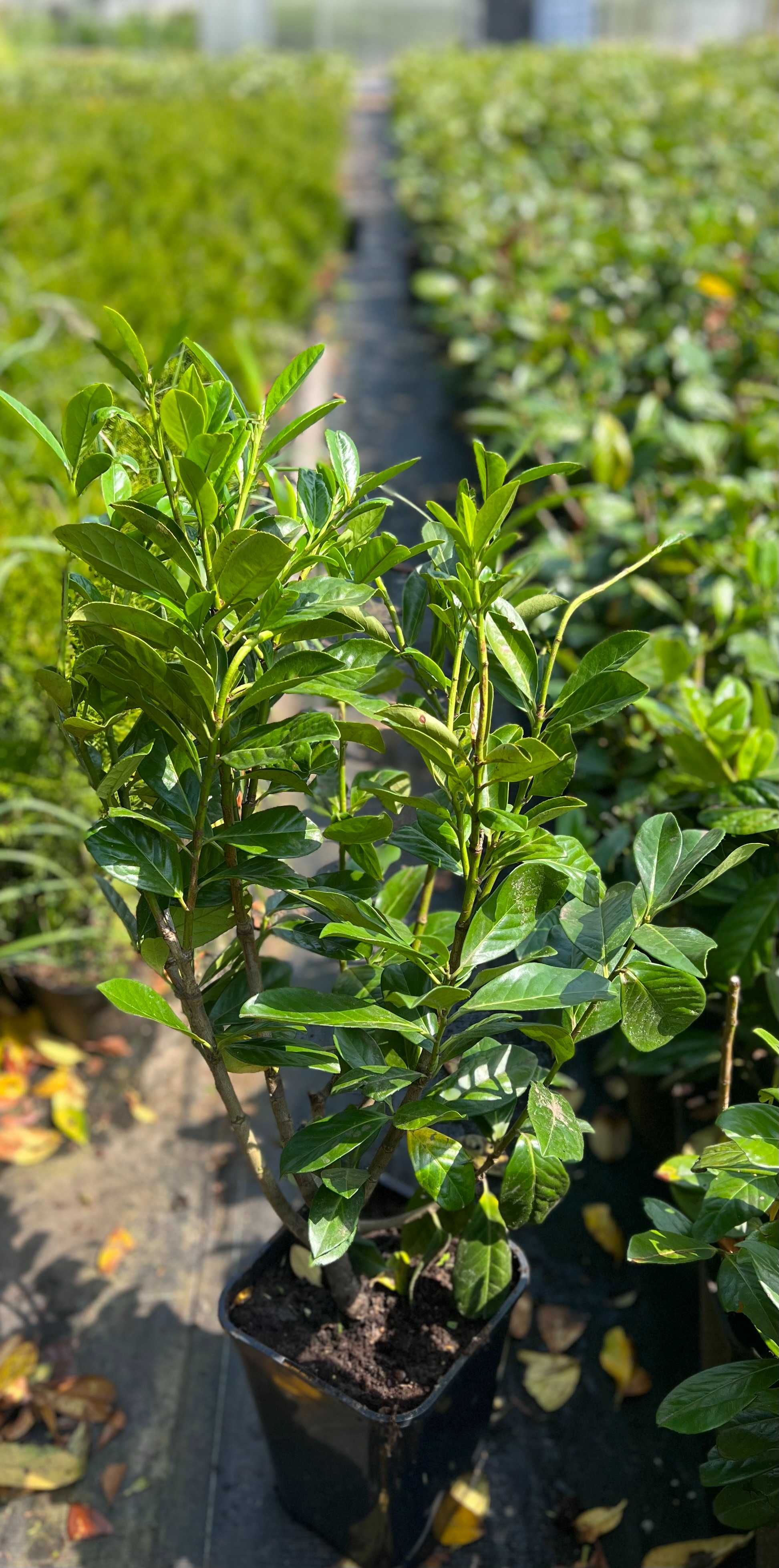 Laurowiśnia Rotundifolia! Super Cena!!!