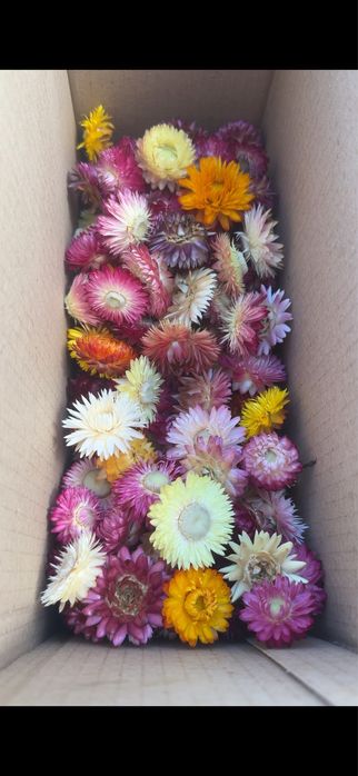 Геліхризум безсмертник