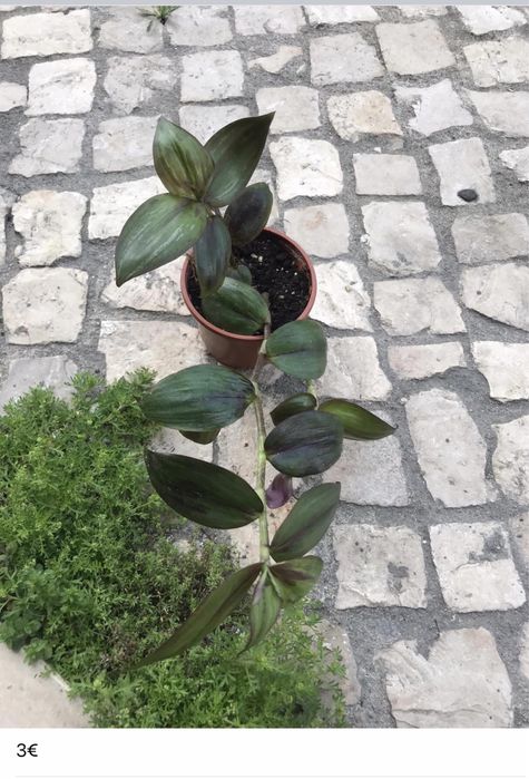 Plantinhas de interior para venda