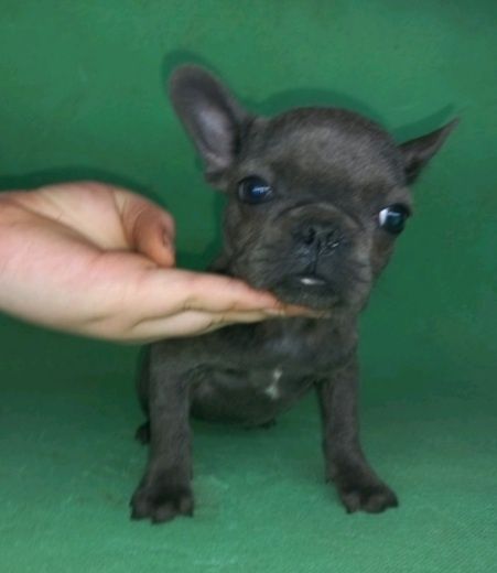 Французы мальчики и девчушки.