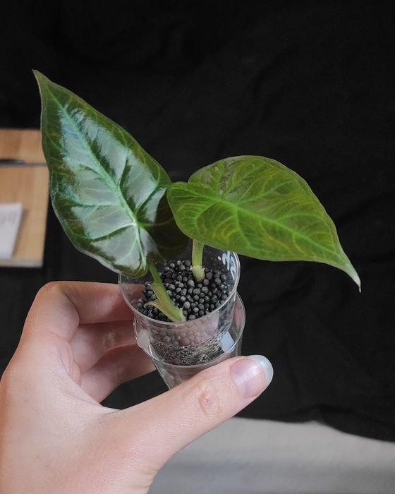 Alocasia Regal Shields