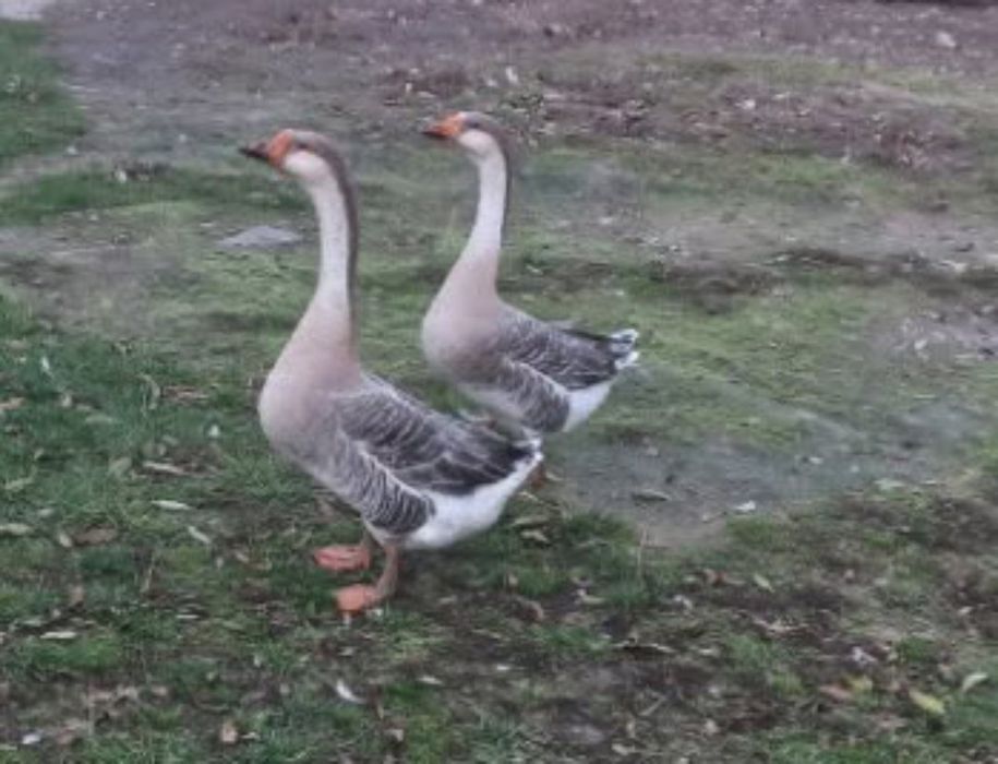 Geś Łabędziowa- Szara