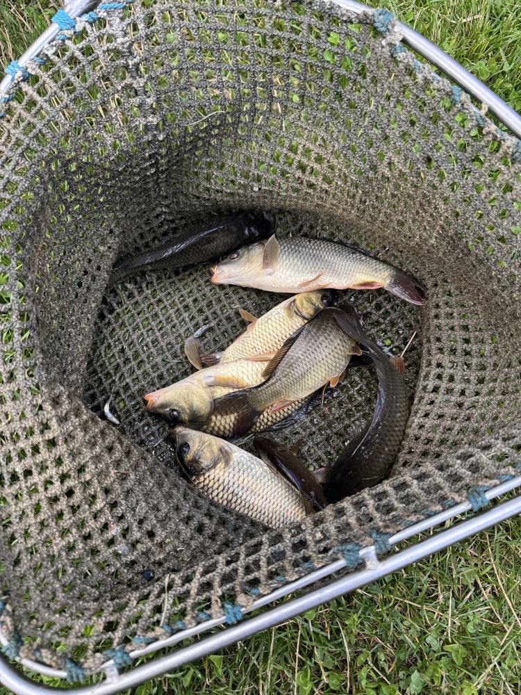 Karp pełnołuski kroczek