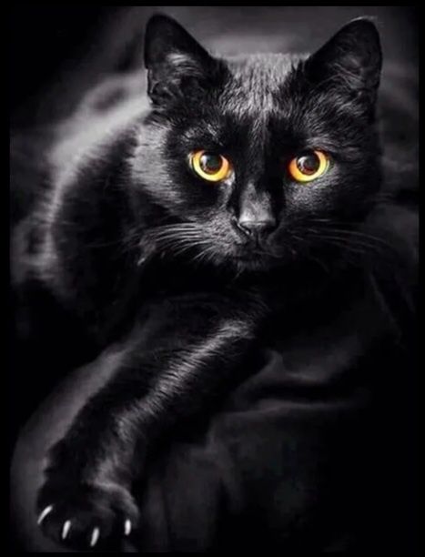 Набор для алмазный картины Чёрная кошка 30*40