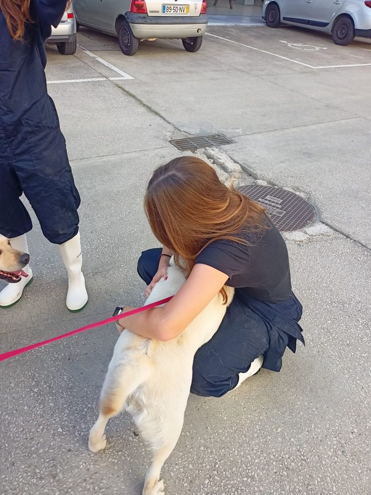 Pet sitter e Dog walker Oeiras