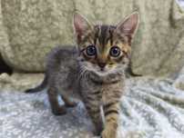 Dwupak maleństw do adopcji