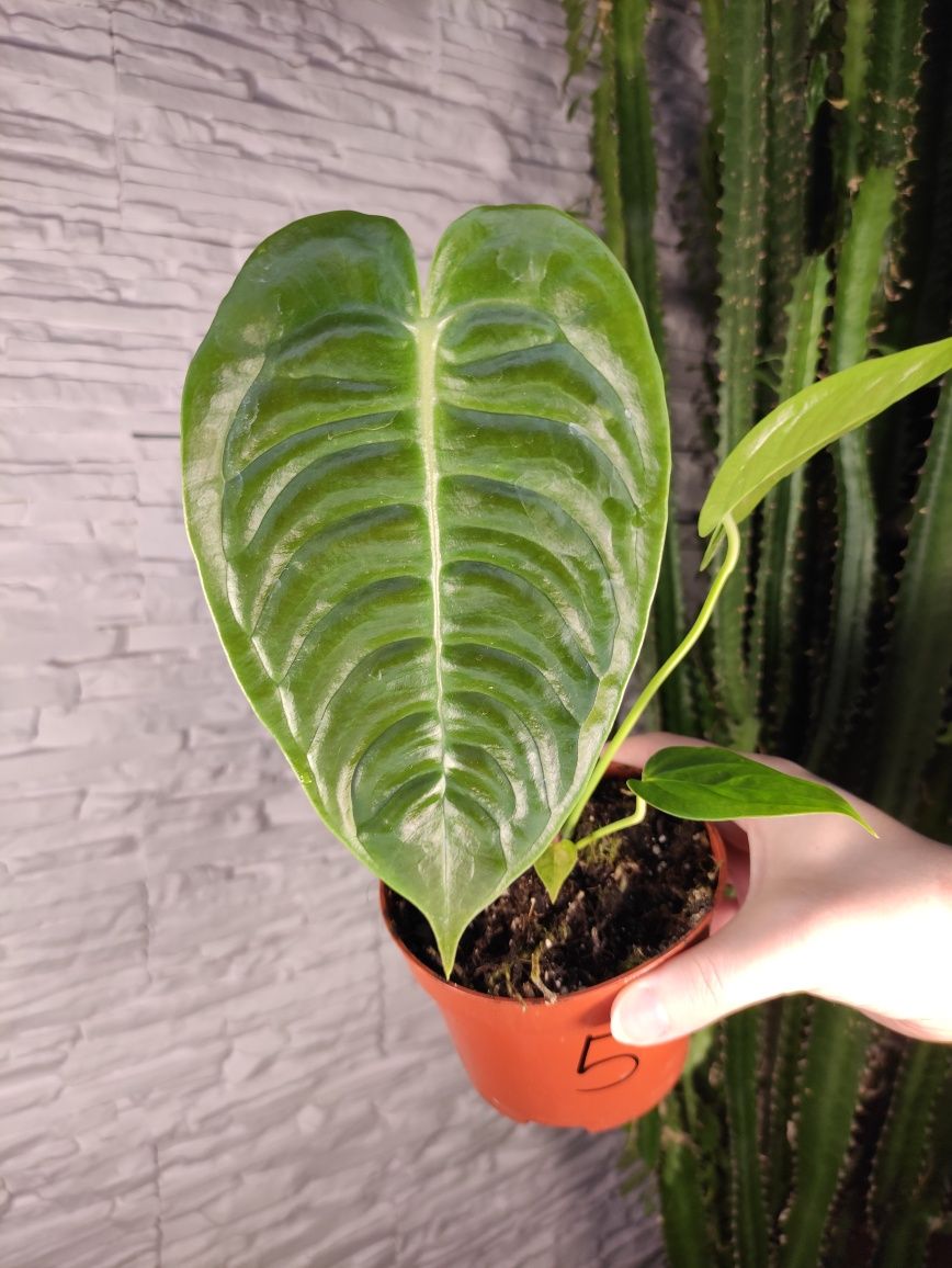 Anthurium Veitchi 5