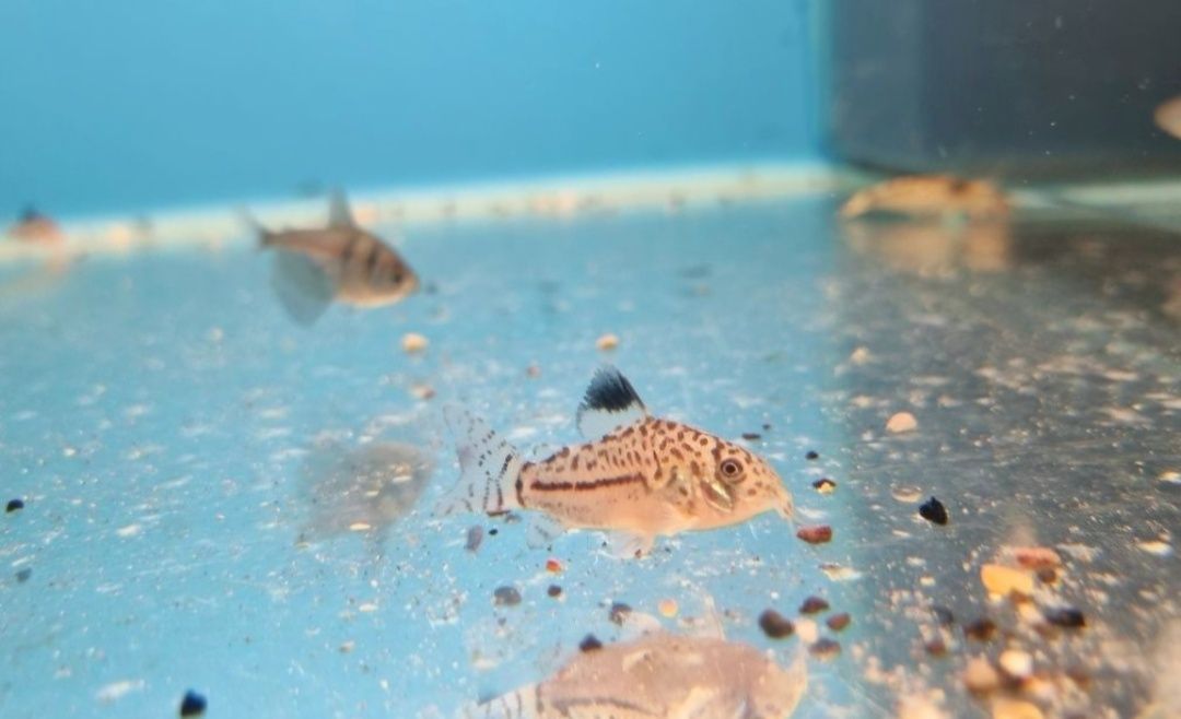 Kirysek juli/ kiryski nakrapiane/ corydoras julii