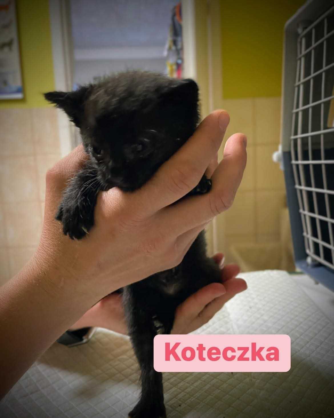 Dom tymczasowy dla małych kotków, szukamy takiego