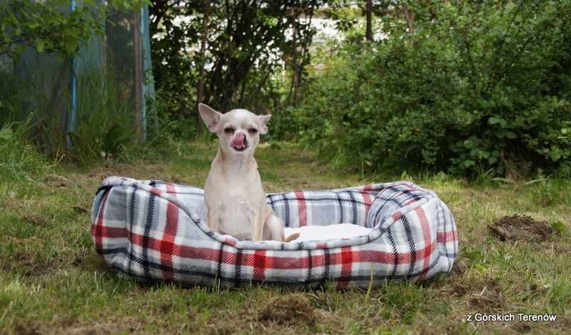 Chihuahua suczka z rodowodem FCI