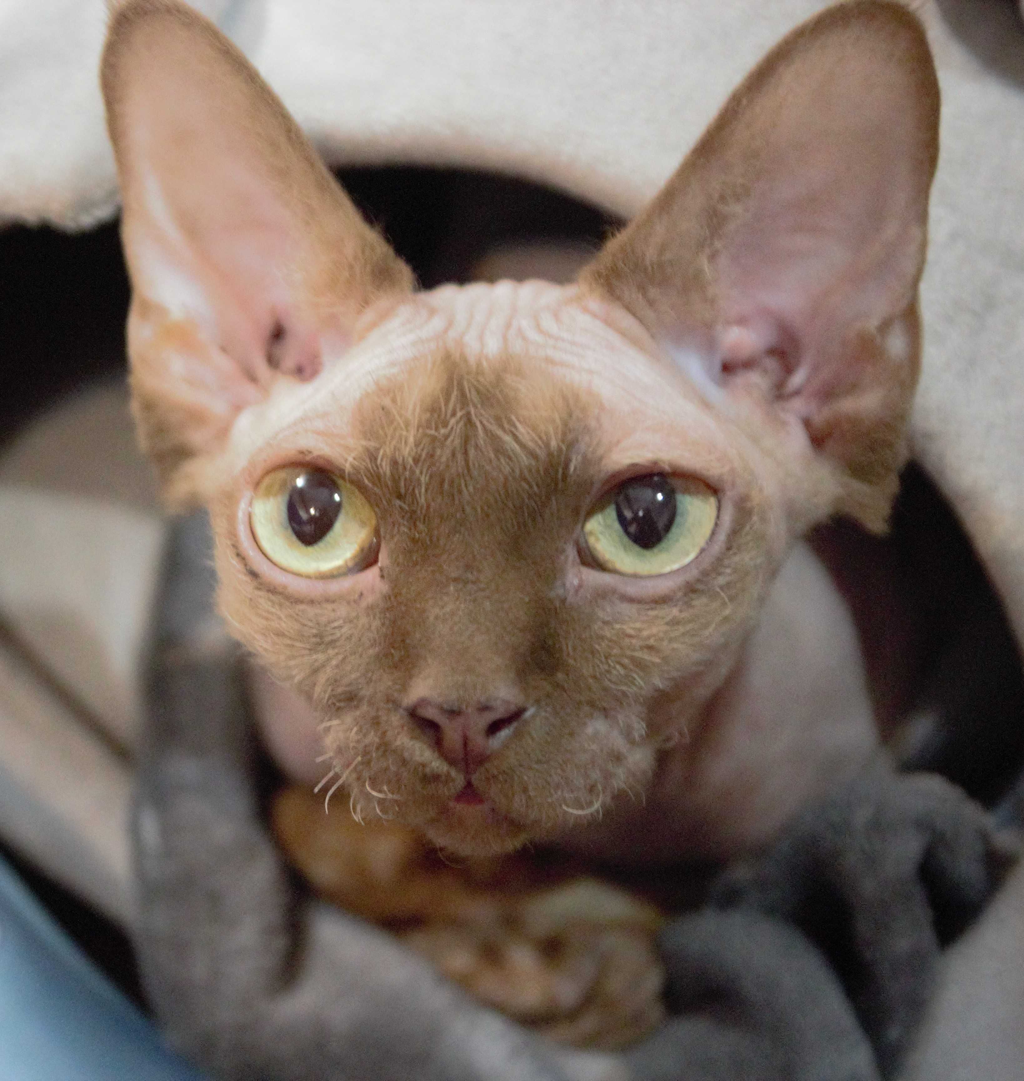 Kociak Devon Rex