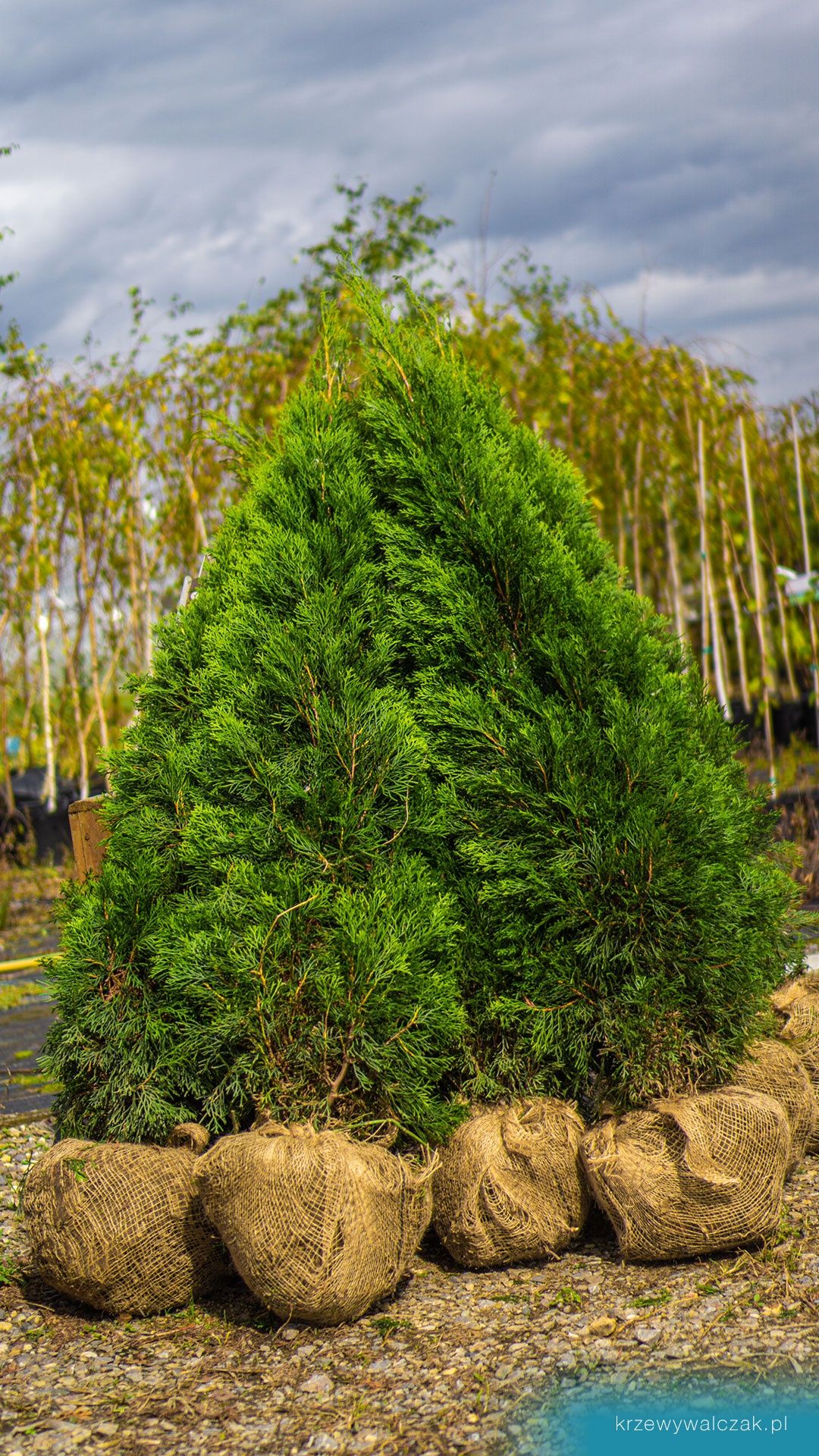 Thuja Szmaragd 120-140 cm