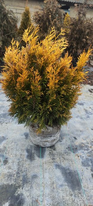 Thuja plicata Goldy Forever