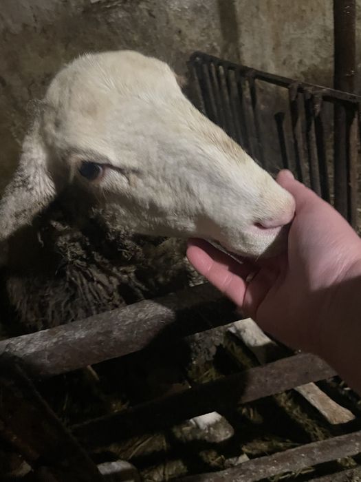 Продам гарну овечку