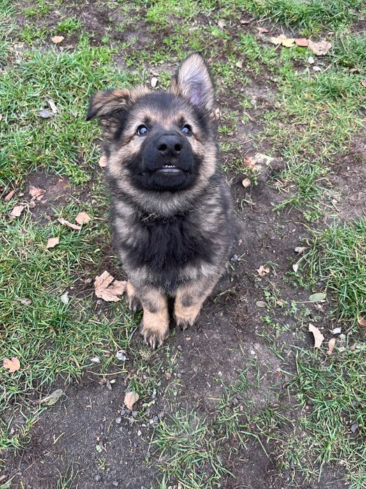 Owczarek Staroniemiecki