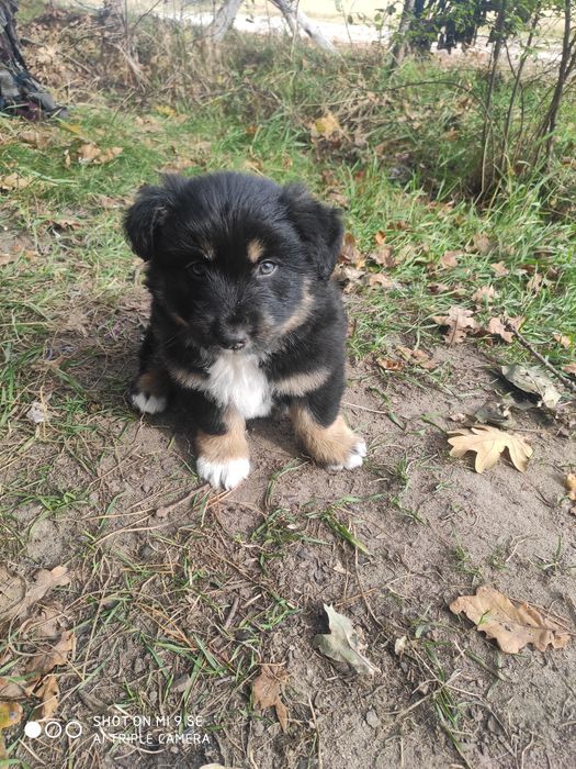 Вівіддам песиків у добрі руки