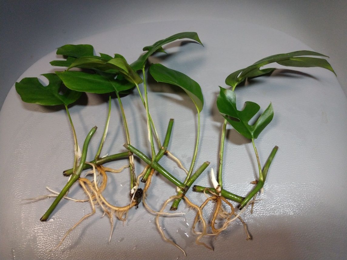 Rhapidophora Tetrasperma Monstera Minima