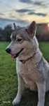 Siberian Husky ciąża potwierdzona, szczenięta w lipcu