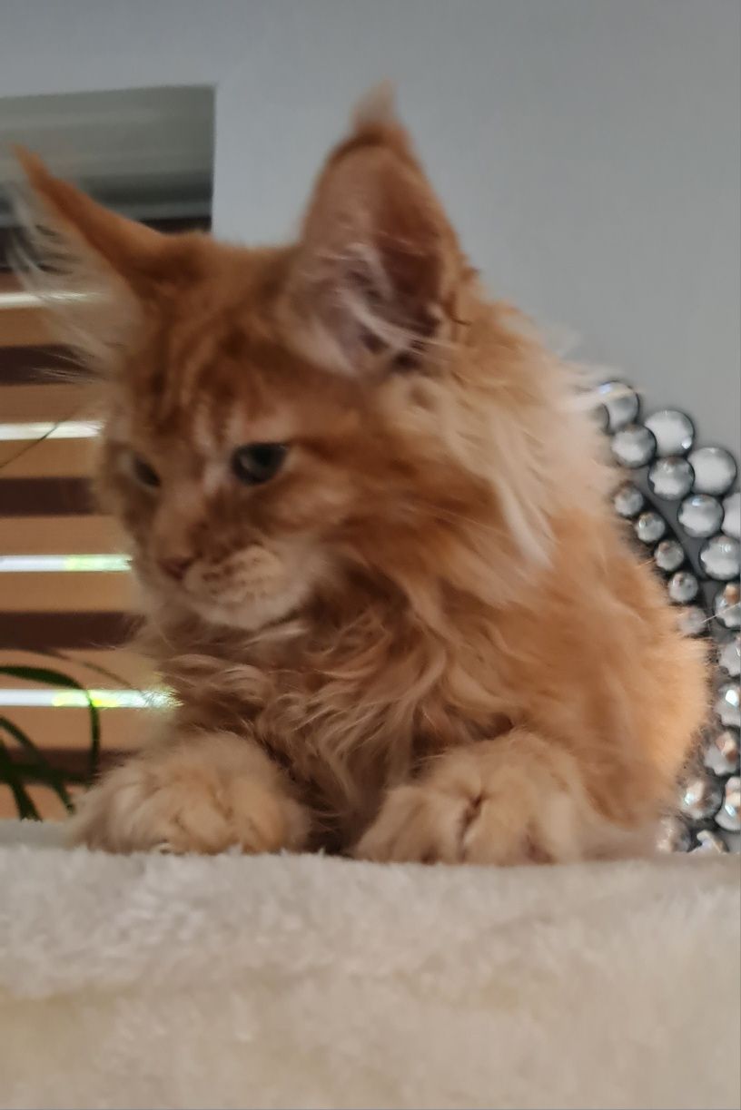 Mainecoon  kocur rudy