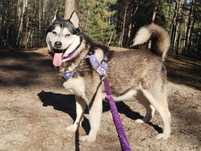 LIBRA suczka w typie siberian husky adopcja