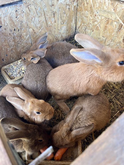 Króliki mieszańce Barani (średni) + Czerw. Nowozelandzki(średni)
