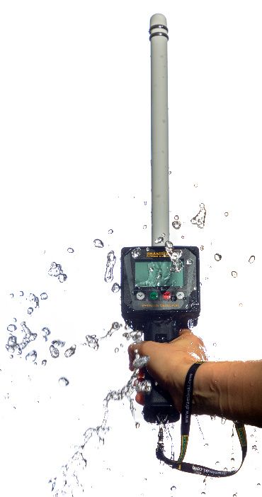 Wykrywacz rui, owulacji dla świń