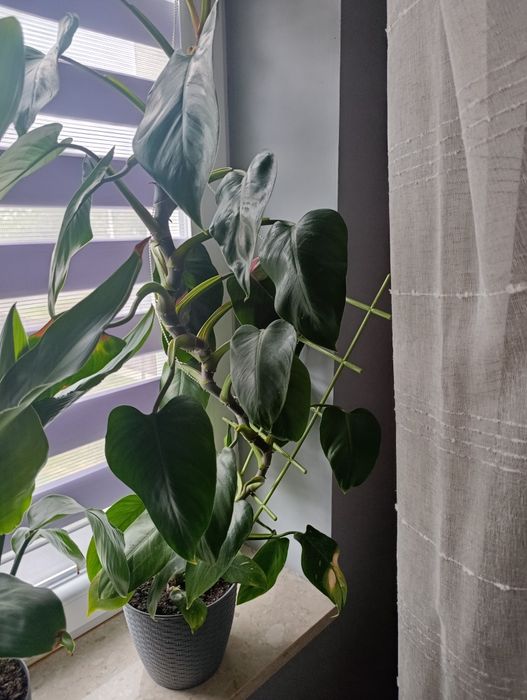 Filodendron filodendron