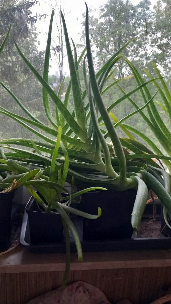 Aloes zwyczajny kroton sadzonki kwiaty zamienie