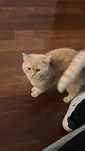 Gato para adoção