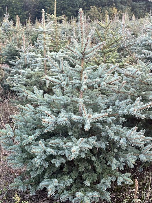 Świerk srebrny ,likwidacja plantacji