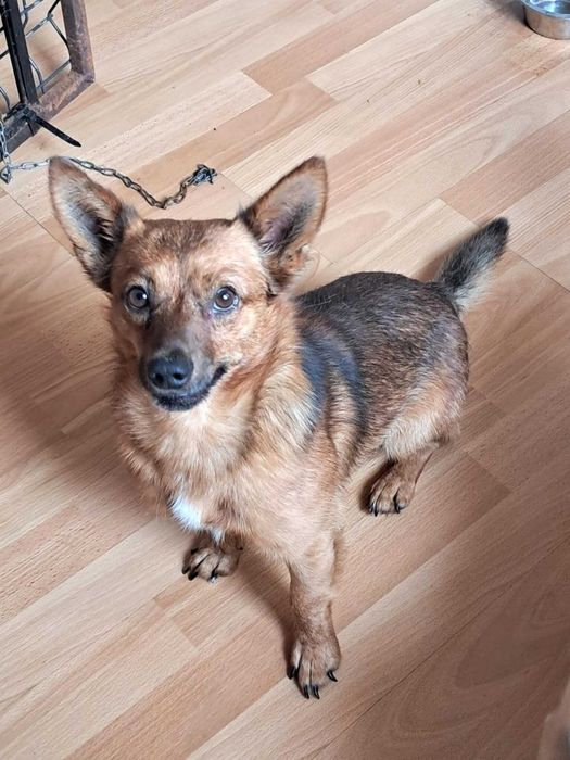 Malutki, cudny, kochany, nakolankowy, przytulasny piesek szuka domu