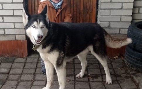 Хаска для вязки,