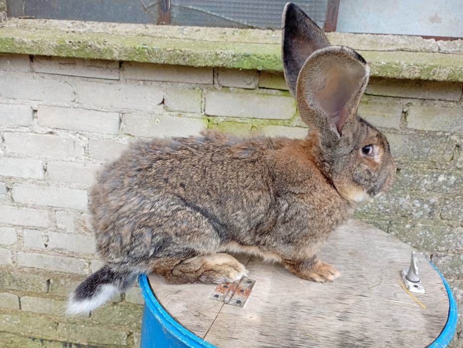 Samiec olbrzym belgijski