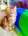 Ruda koteczka Maine Coon