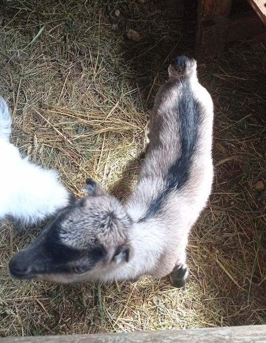 Козлики.Коротковушки.Ламанчі.