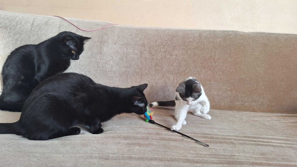 malutki słodziak do oddania