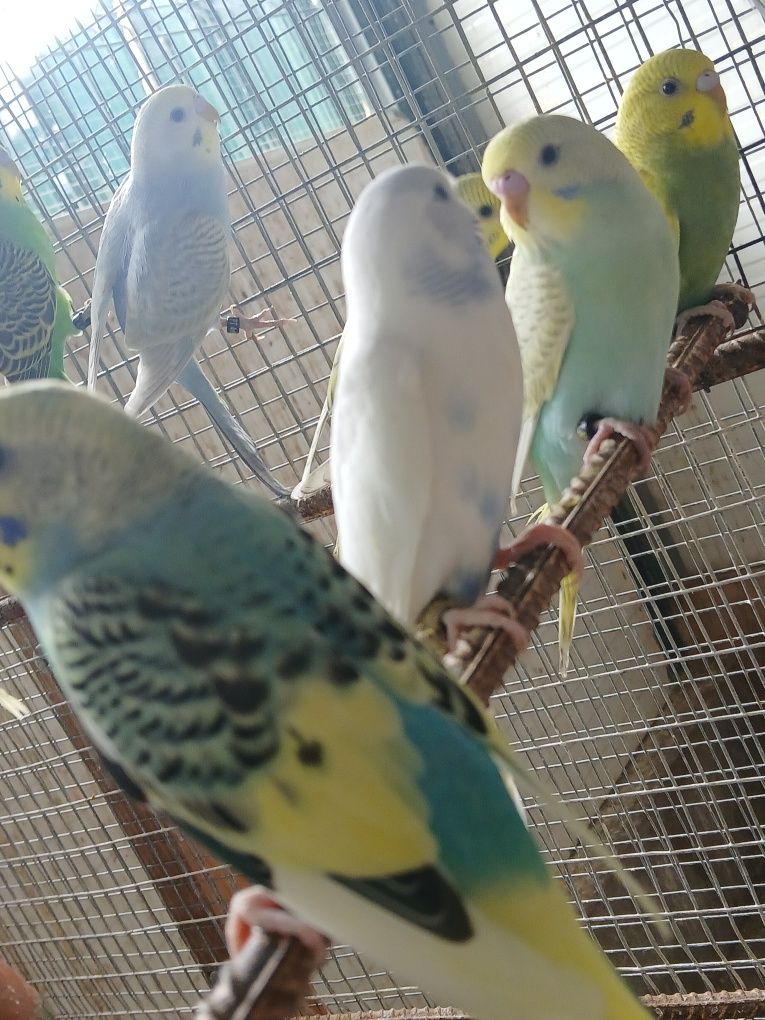 Lote de piriquitos