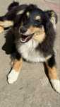 Szczeniak Owczarek Szetlandzki Sheltie