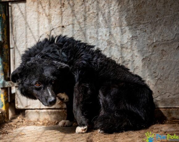 Niewielka sunia NIKA szuka miłego domku!