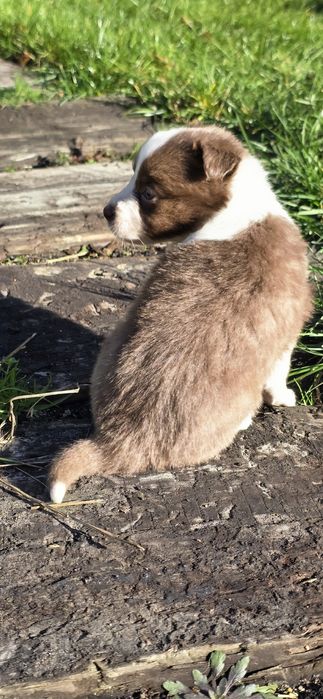 Border Collie suczka czekoladowy color