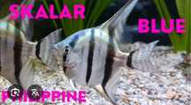 Skalary Philippine Blue