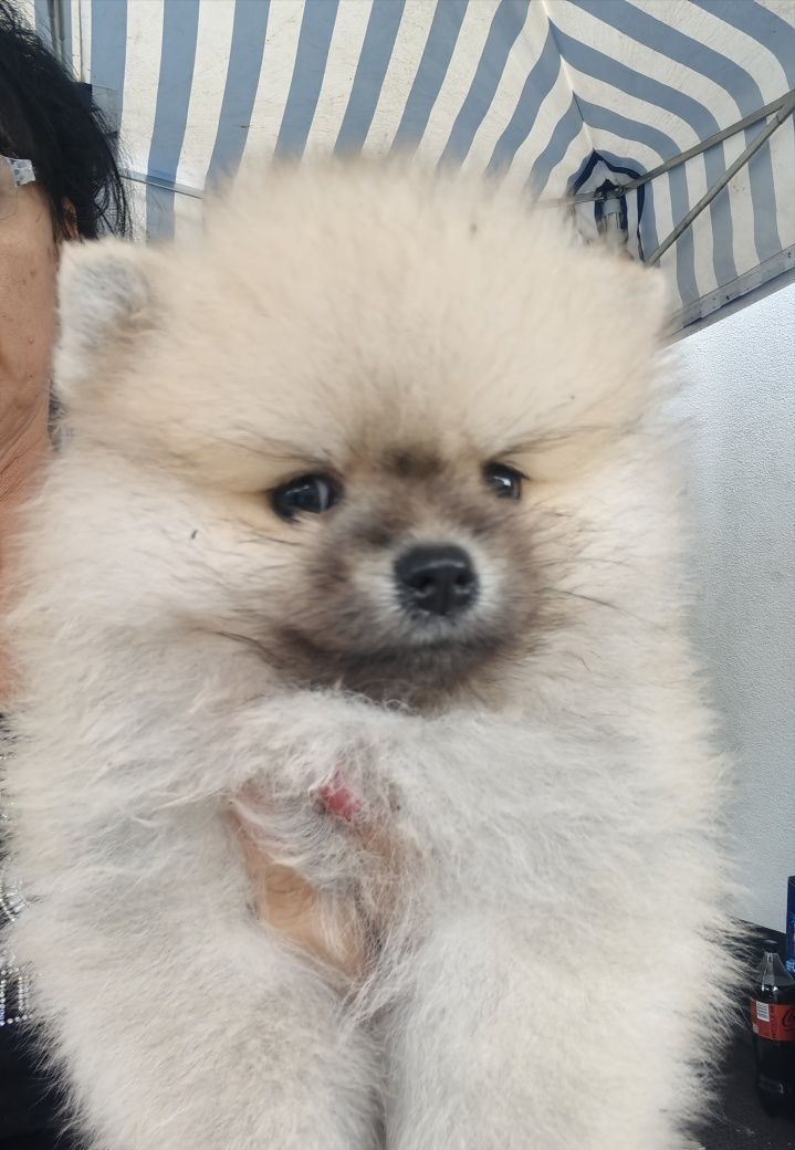 Szpic miniaturowy pomeranian